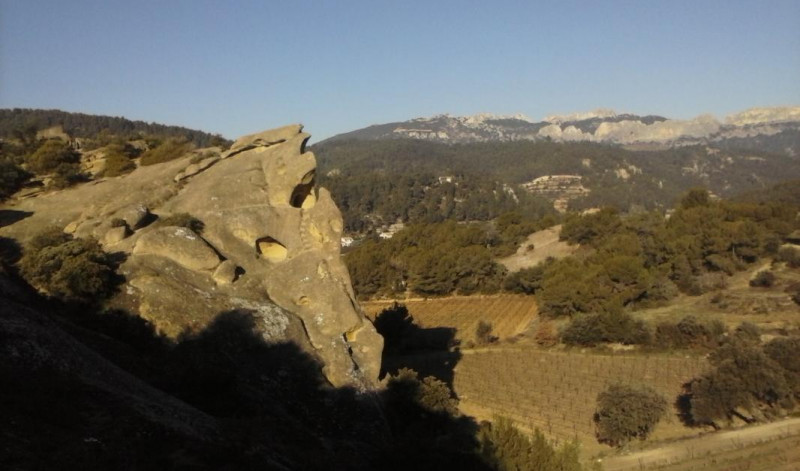 Rocalino roche  
